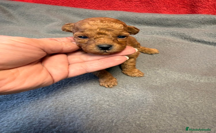 Caniche Toy perros - Anuncio 13