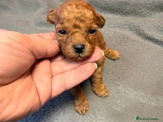 Caniche Toy perros - Anuncio 14