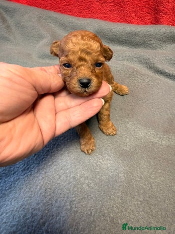 Caniche Toy perros - Anuncio 2