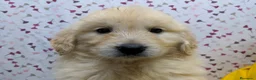 Golden Retriever perros en venta: Preciosos cachorros de golden retriever - Anuncio 2