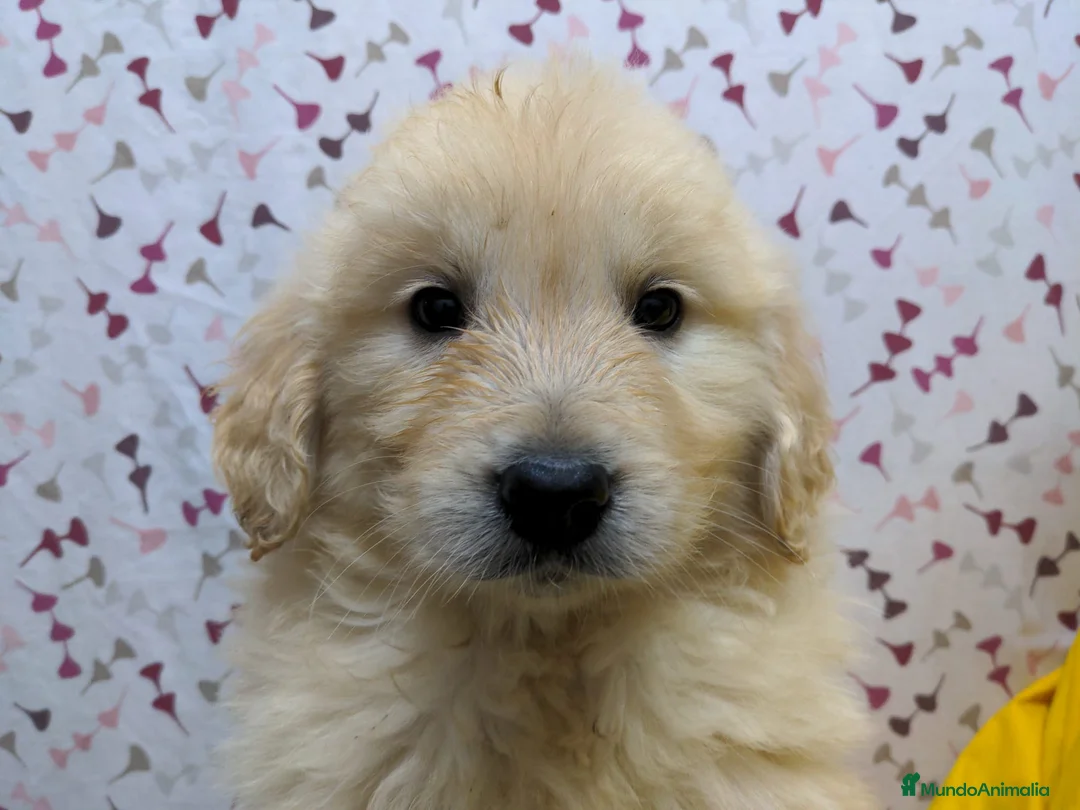 Golden Retriever perros en venta: Preciosos cachorros de golden retriever - Anuncio 2
