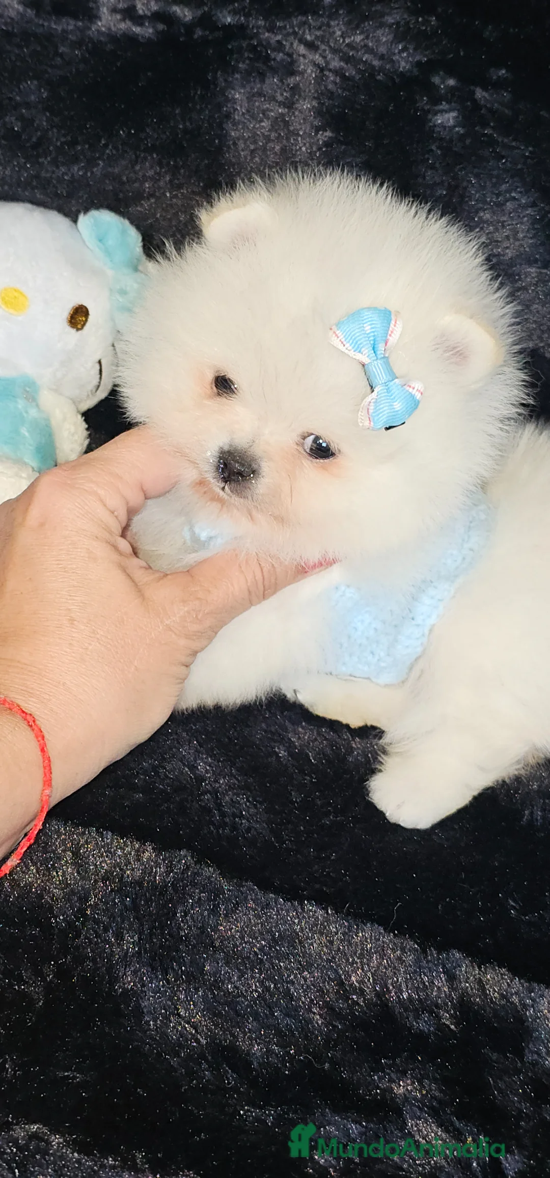 Pomerania perros en venta: Pomerania machito miniatura  - Anuncio 2