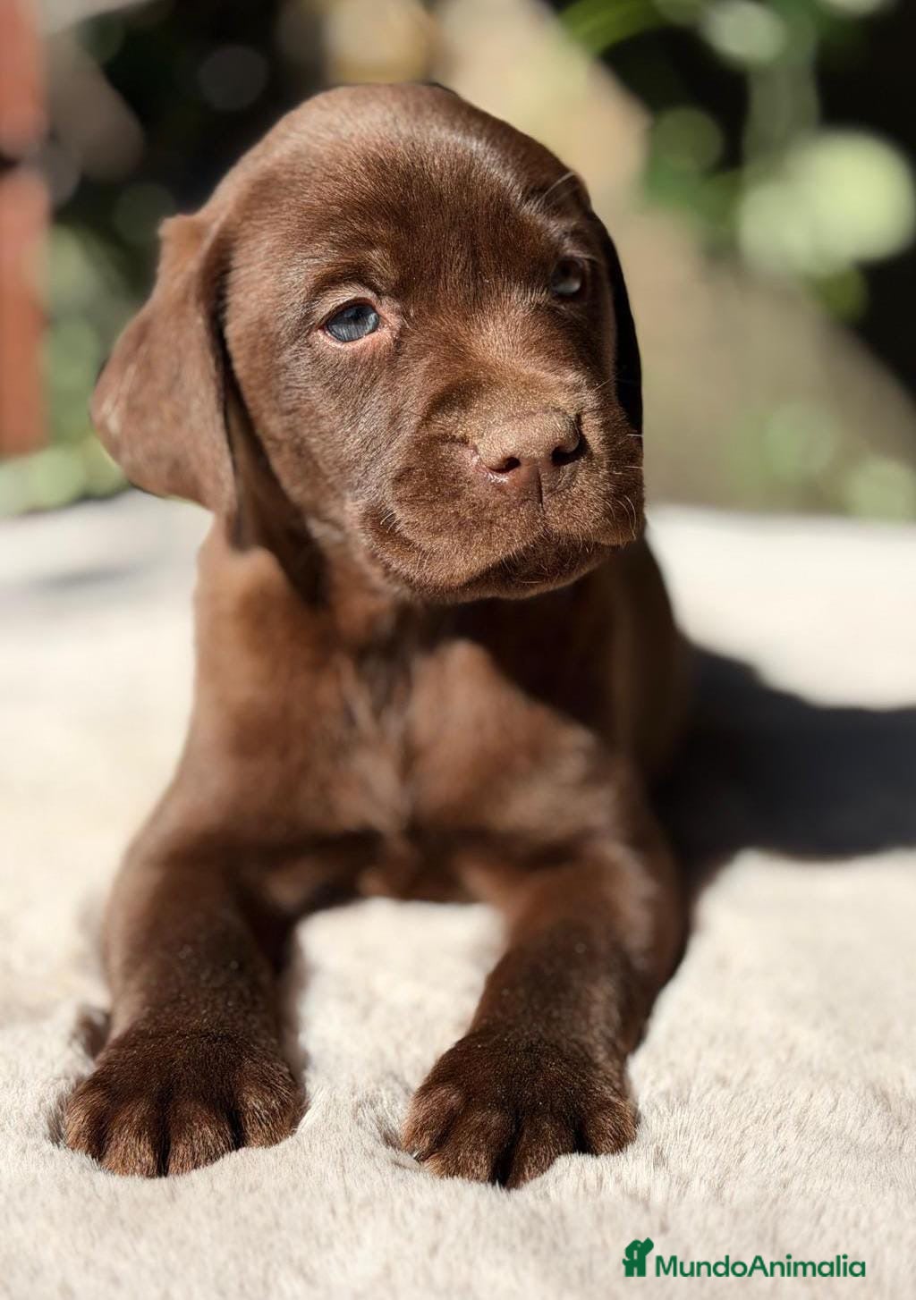 Labrador Retriever perros LABRADOR CHOCOLATE MACHO - Anuncio 4