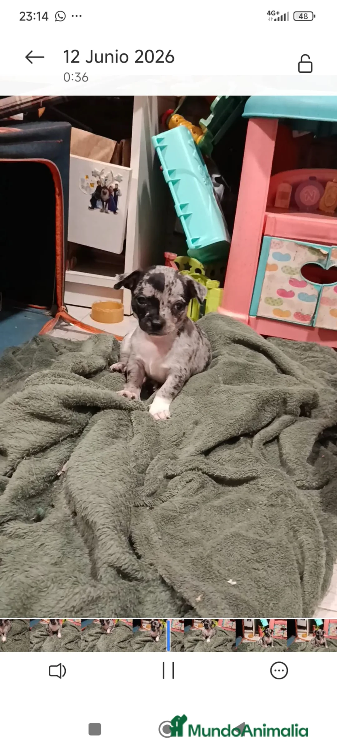 Chihuahua perros en venta: Chihuahua chocolate macho Toy  - Anuncio 1