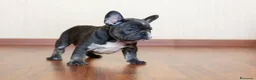 Bulldog Francés perros en venta: BULLDOG FRANCES EXOTICOS - Anuncio 5