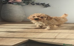 Caniche Toy perros en venta: Caniche hembra Apricot y Roja - Anuncio 8