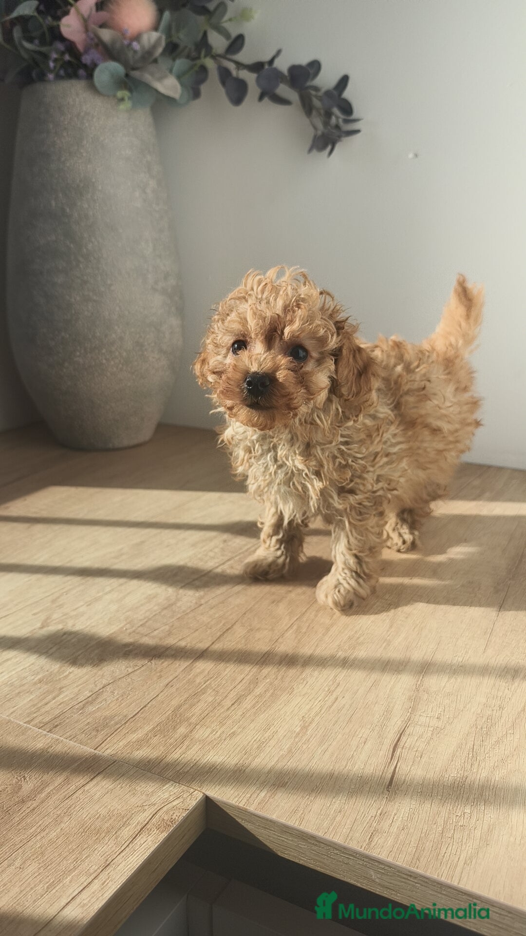 Caniche Toy perros en venta: Caniche hembra Apricot y Roja - Anuncio 8