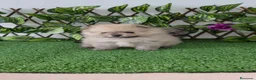 Pomerania perros en venta: Lulus pomerania  - Anuncio 5