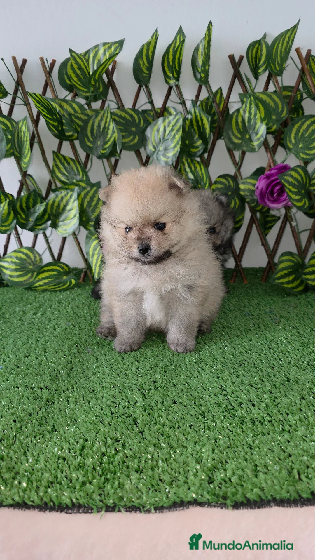 Pomerania perros en venta: Lulus pomerania  - Anuncio 5