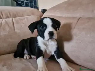 American Staffordshire-Terrier perros American stanford hembras disponibles - Anuncio 1