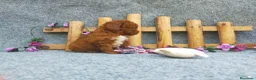 Caniche Toy perros en venta: PRECIOSOS CANICHE  ROJO LINEA TOY - Anuncio 16