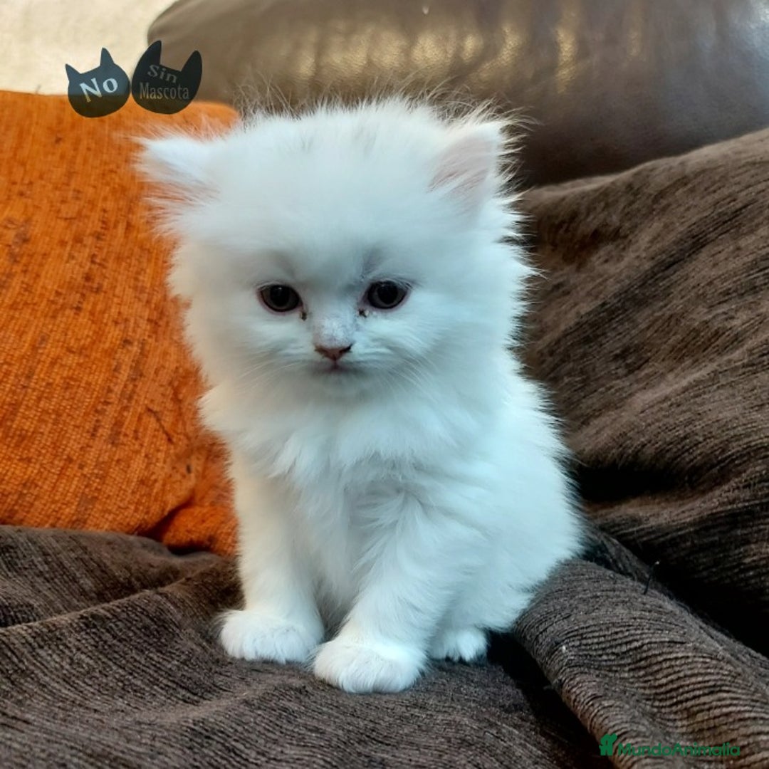 Persa gatos en venta: cachorritos persas  en Barcelona - Imagen 5