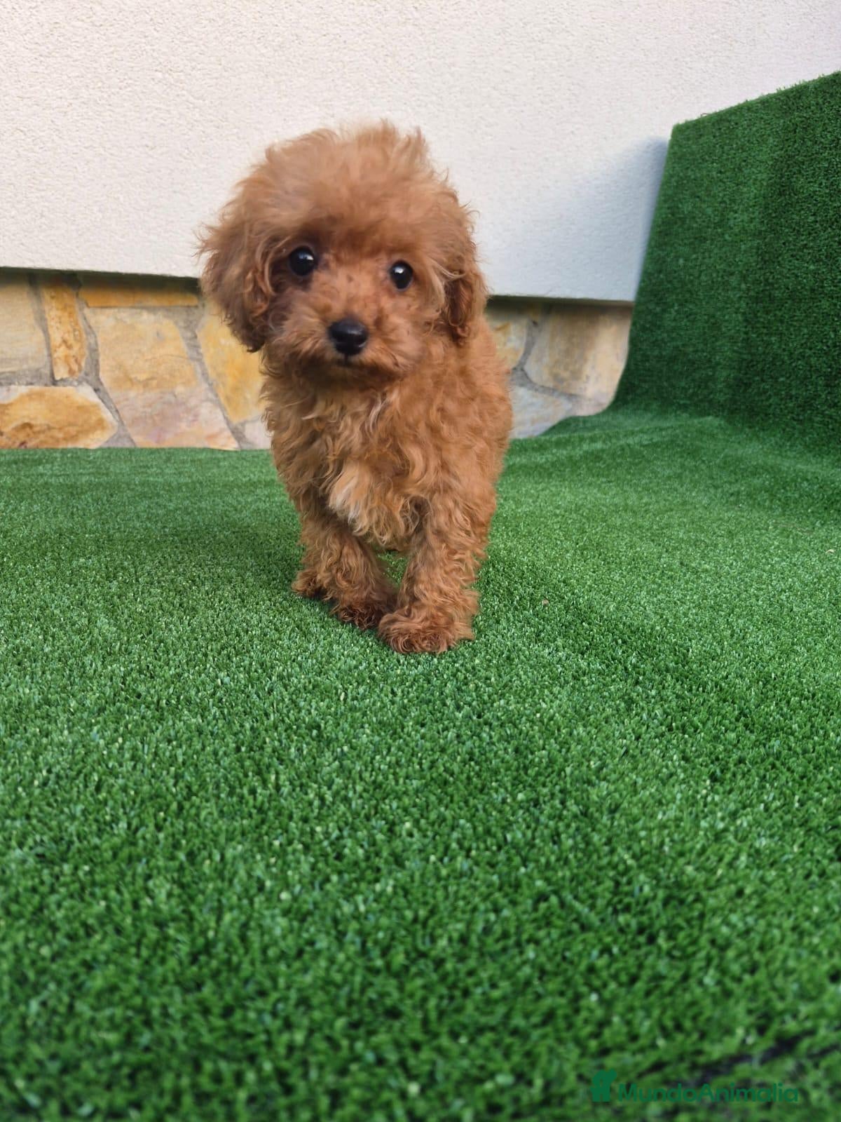 Caniche Toy perros caniche toy  - Anuncio 1