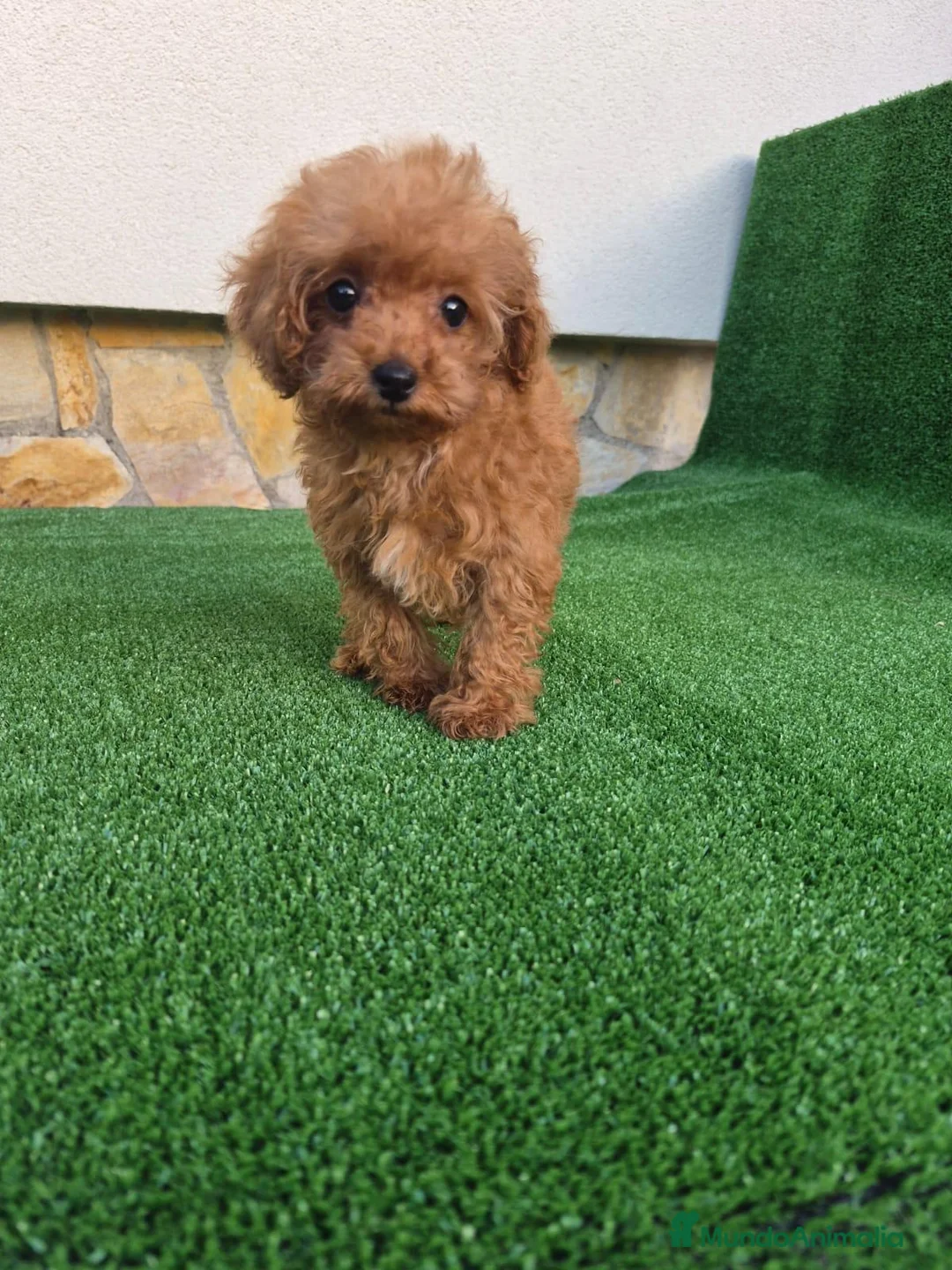 Caniche Toy perros en venta: caniche toy  - Anuncio 1