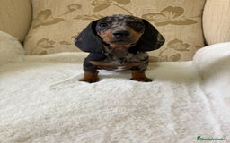 Teckel Miniatura perros en venta: Teckel miniatura varios colores  - Imagen 25