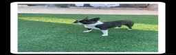 Boston Terrier perros en venta: Cachorro boston terrier  - Anuncio 3