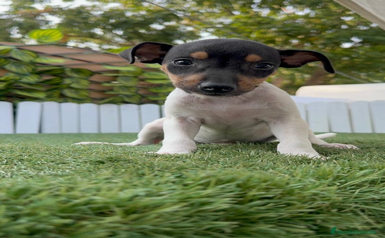 Ratonero Bodeguero Andaluz perros - Anuncio 1