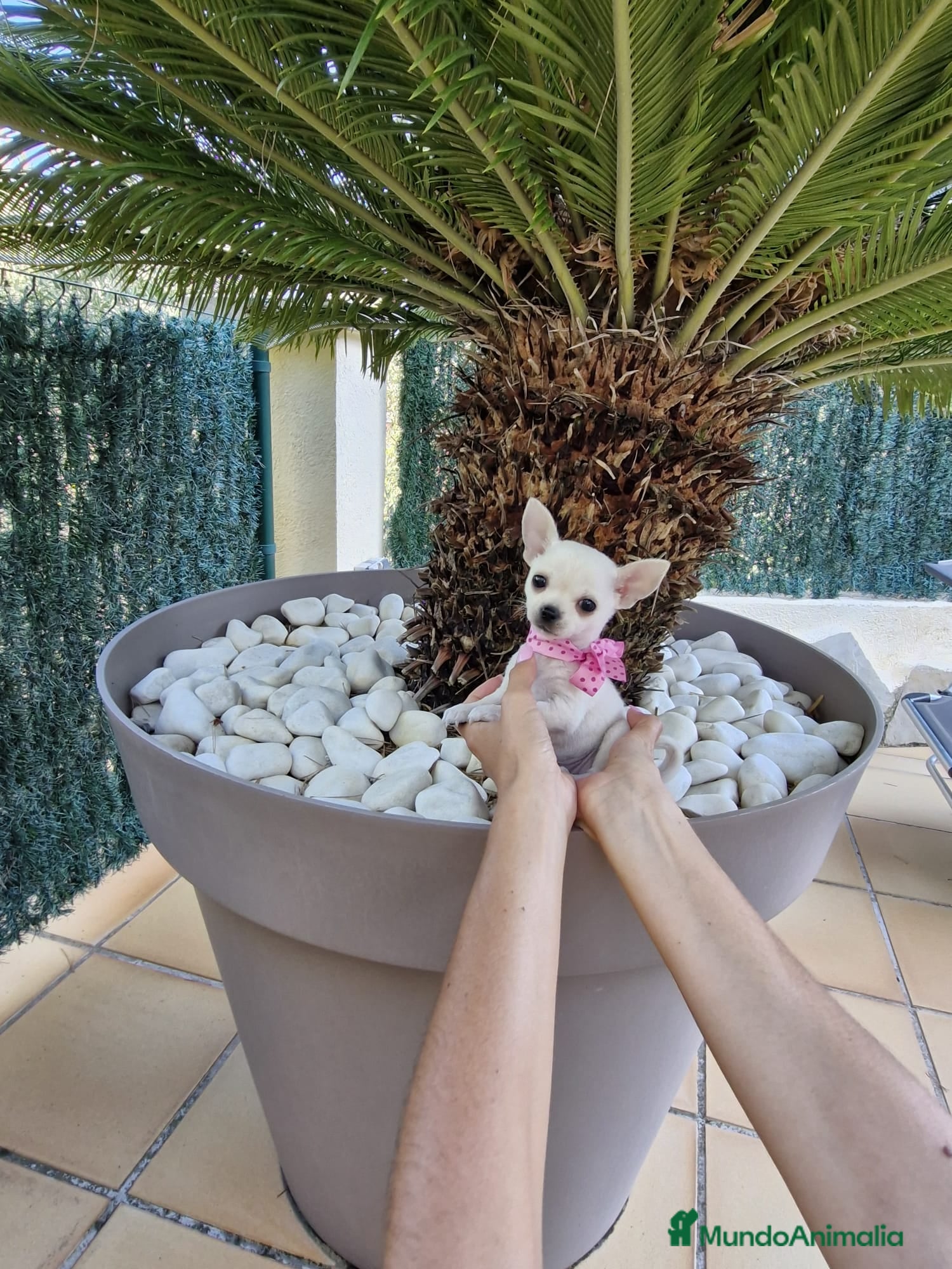 Chihuahua perros Chihuahuas excelentes  en Barcelona - Anuncio 32