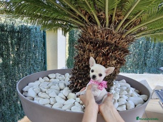 Chihuahua perros en Barcelona - Anuncio 17