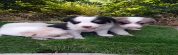 Border Collie perros en venta: Border collies de Calidad  - Anuncio 13