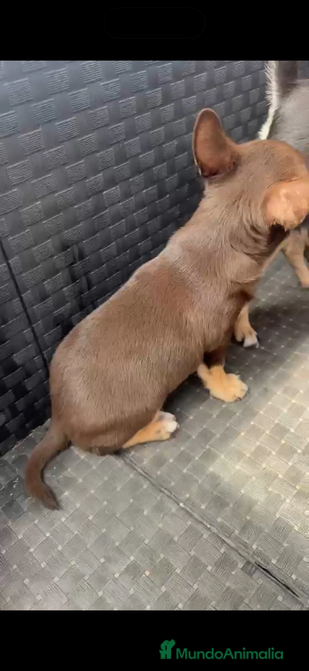 Chihuahua perros en venta: Chihuahua macho chocolate🐶🐾 en Sevilla - Anuncio 5