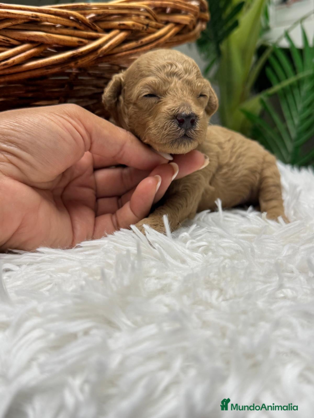 Caniche Toy perros en venta: CANICHE HEMBRA - Anuncio 5