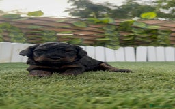 Caniche Toy perros en venta: CANICHE TOY HEMBRA COLOR NEGRO PHANTOM - Imagen 21
