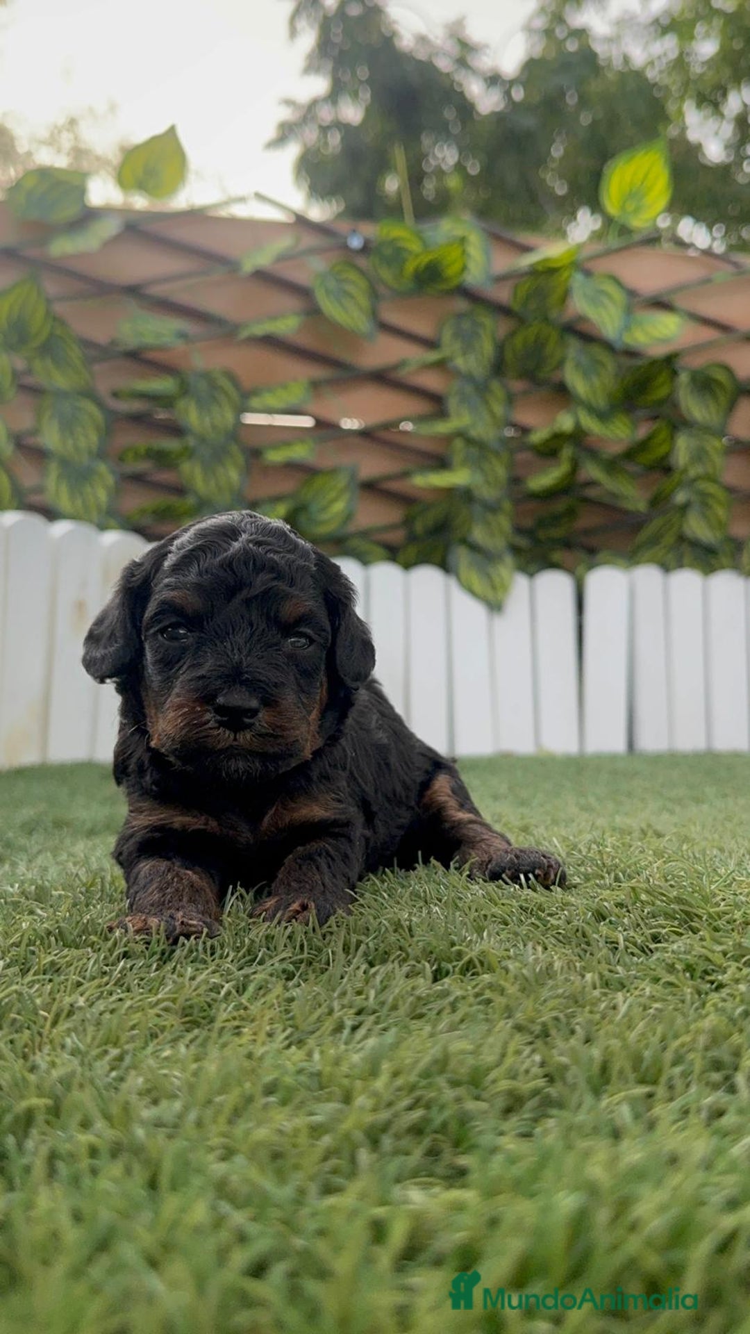 Caniche Toy perros en venta: CANICHE TOY HEMBRA COLOR NEGRO PHANTOM - Imagen 21