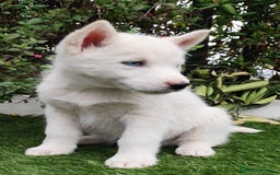Husky Siberiano perros en venta: Husky siberiano  - Imagen 3