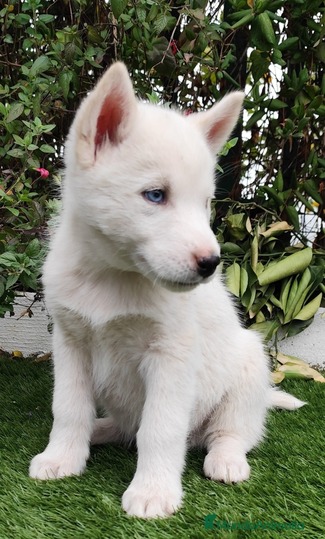 Husky Siberiano perros en venta: Husky siberiano  - Imagen 3