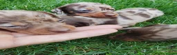 Teckel perros en venta: Teckel arlequín chocolate  - Anuncio 6