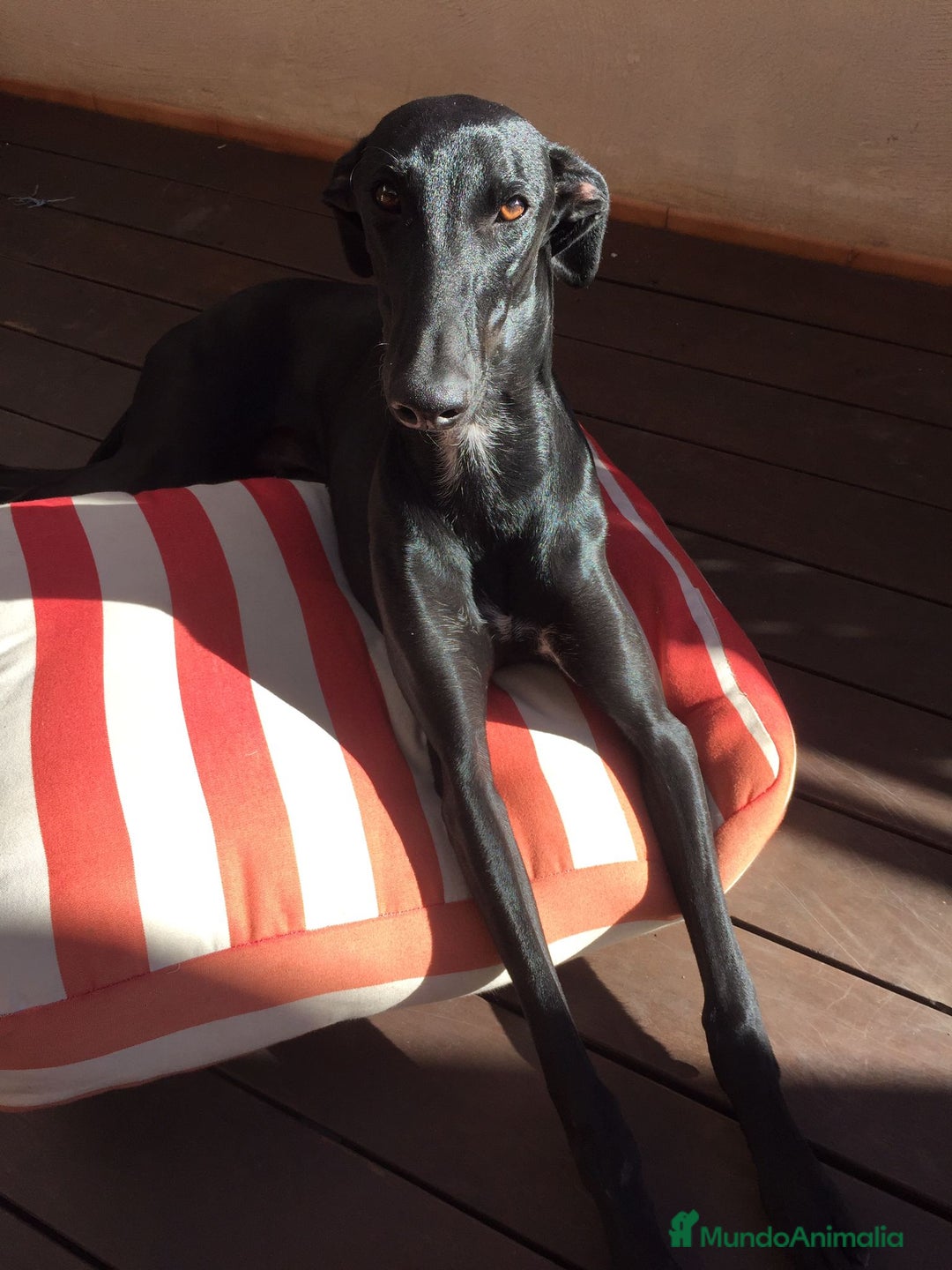 Galgo Español perros en venta: Galgo español machos - Imagen 10