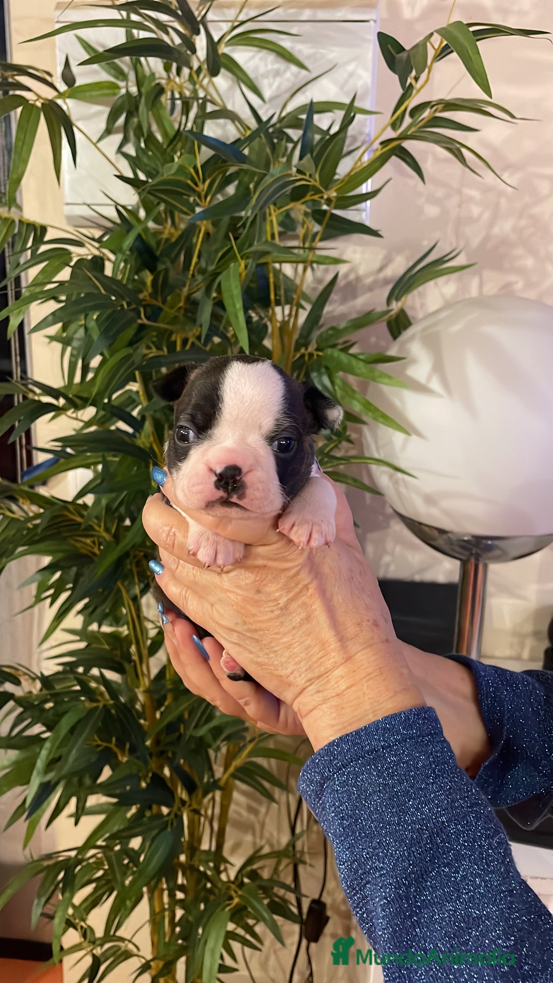 Boston Terrier perros en venta: Boston Terrier cachorros - Anuncio 3