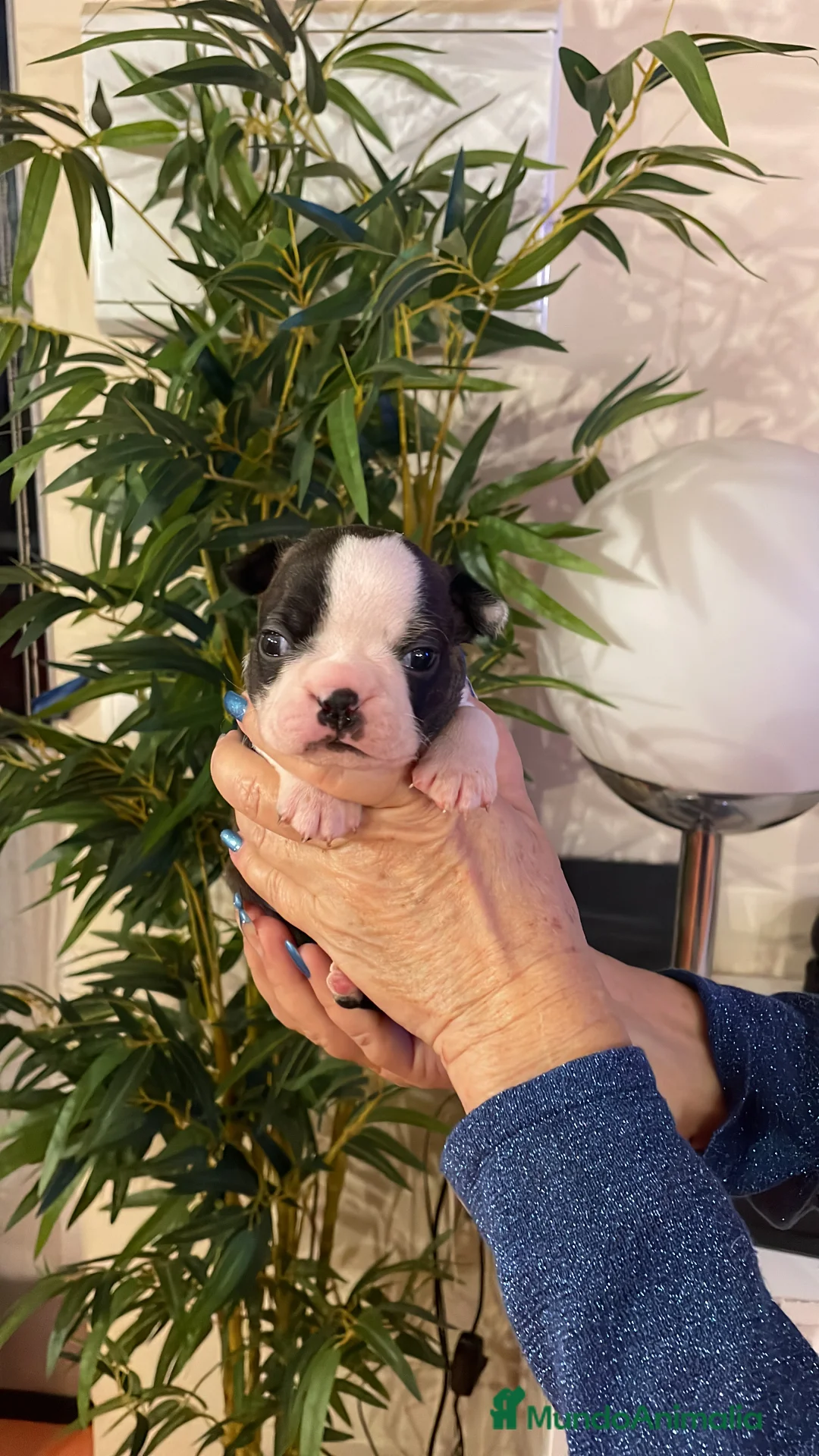 Boston Terrier perros en venta: Boston Terrier cachorros - Anuncio 3