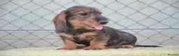 Teckel perros en venta: teckel de pelo duro - Anuncio 1