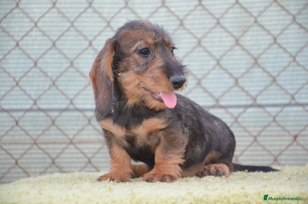 Teckel perros en venta: teckel de pelo duro - Anuncio 1
