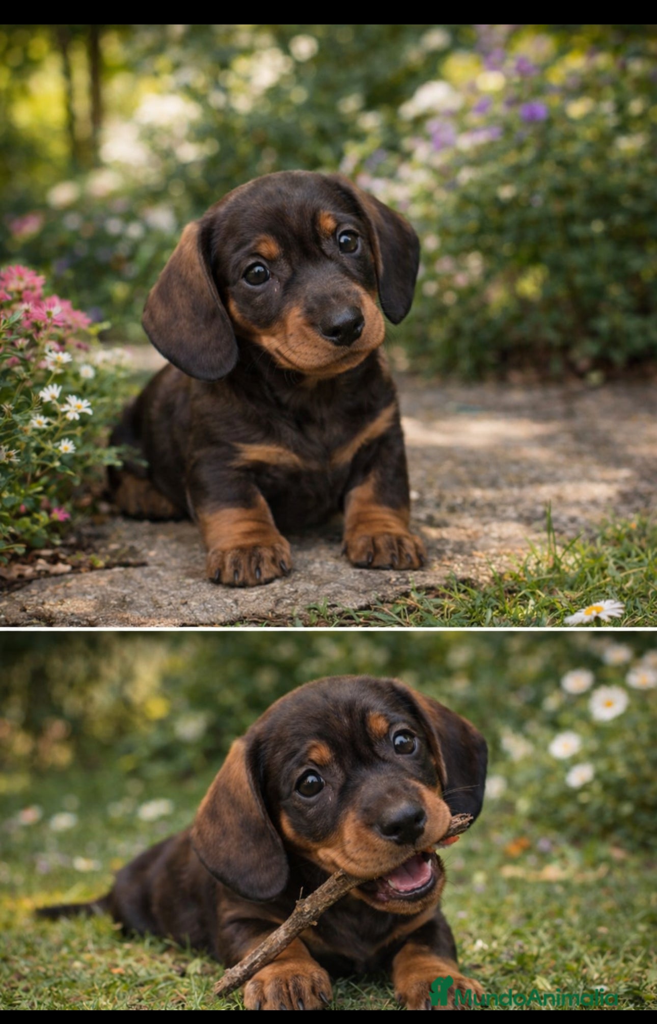 Teckel Miniatura perros Cachorrito teckel miniatura - Anuncio 1