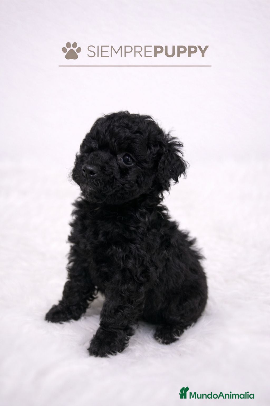 Caniche Toy perros CACHORRITO CANICHE TOY - Anuncio 2