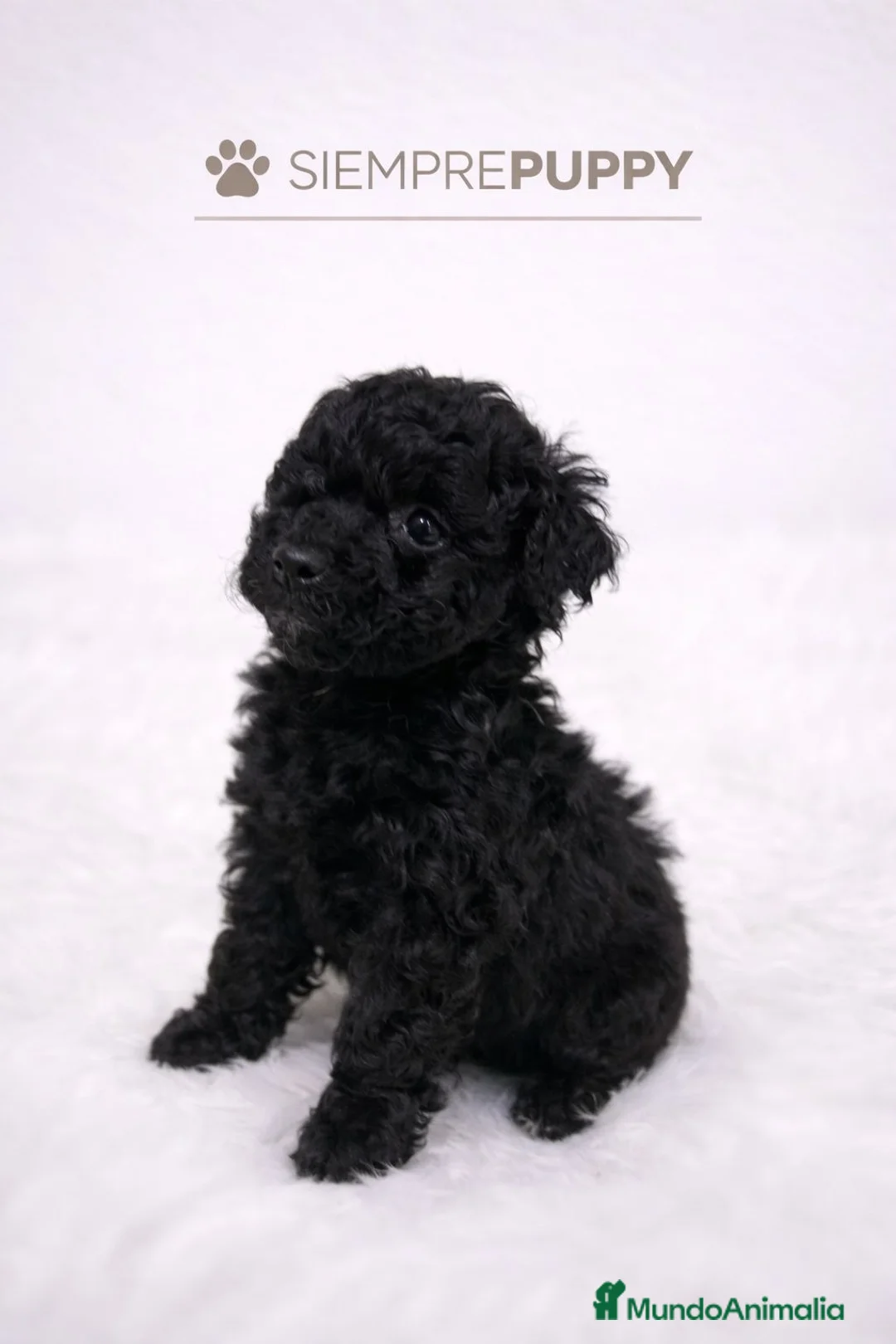 Caniche Toy perros en venta: CACHORRITO CANICHE TOY - Anuncio 1