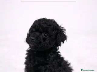 Caniche Toy perros CACHORRITO CANICHE TOY - Anuncio 2