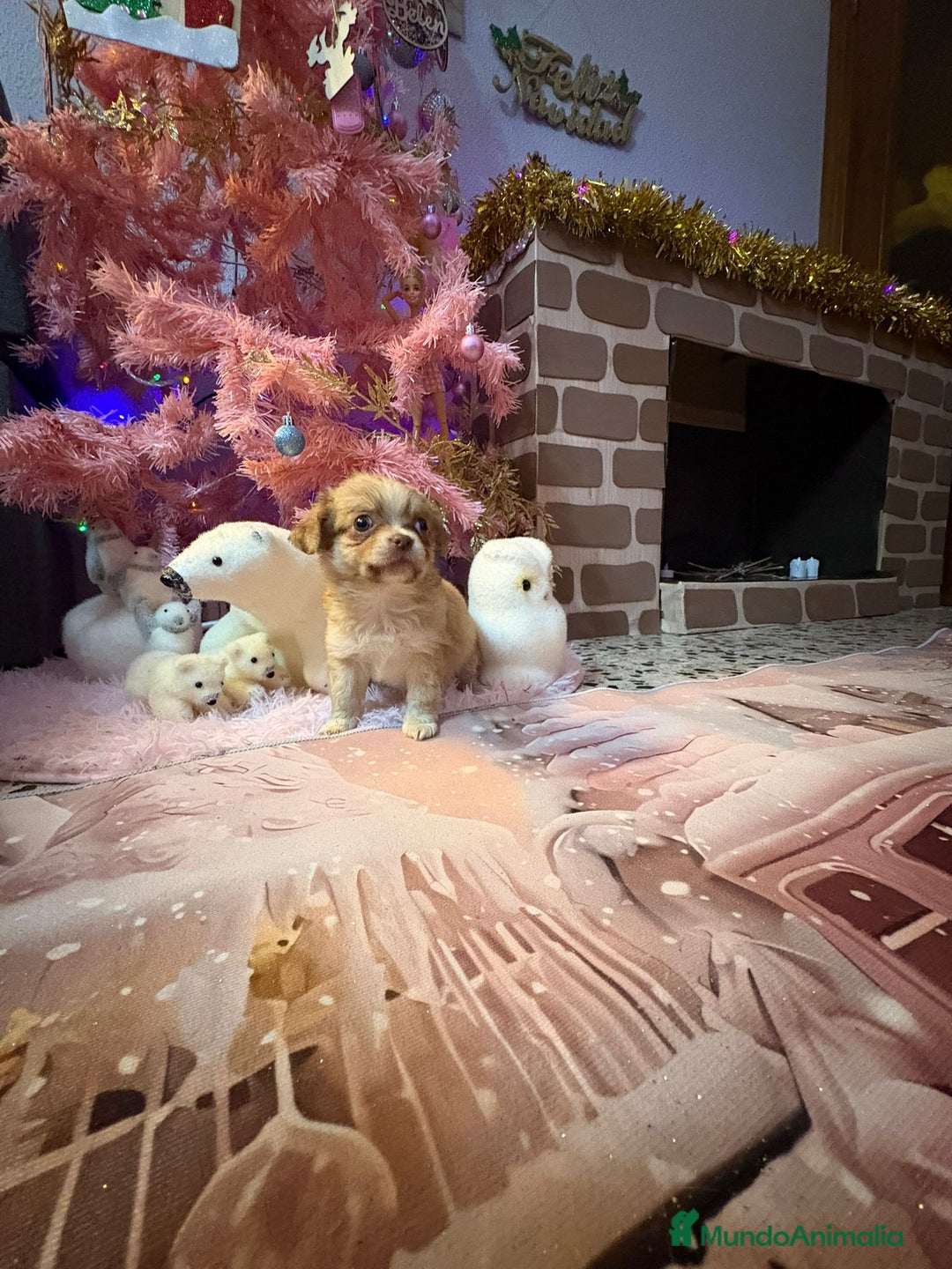 Chihuahua perros en venta: Chihuahua toy pelo largo  - Anuncio 15