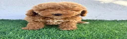 Caniche Toy perros en venta: Caniche toy - Anuncio 20