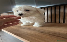 Bichón Maltés perros en venta: Bichon maltés  - Imagen 8
