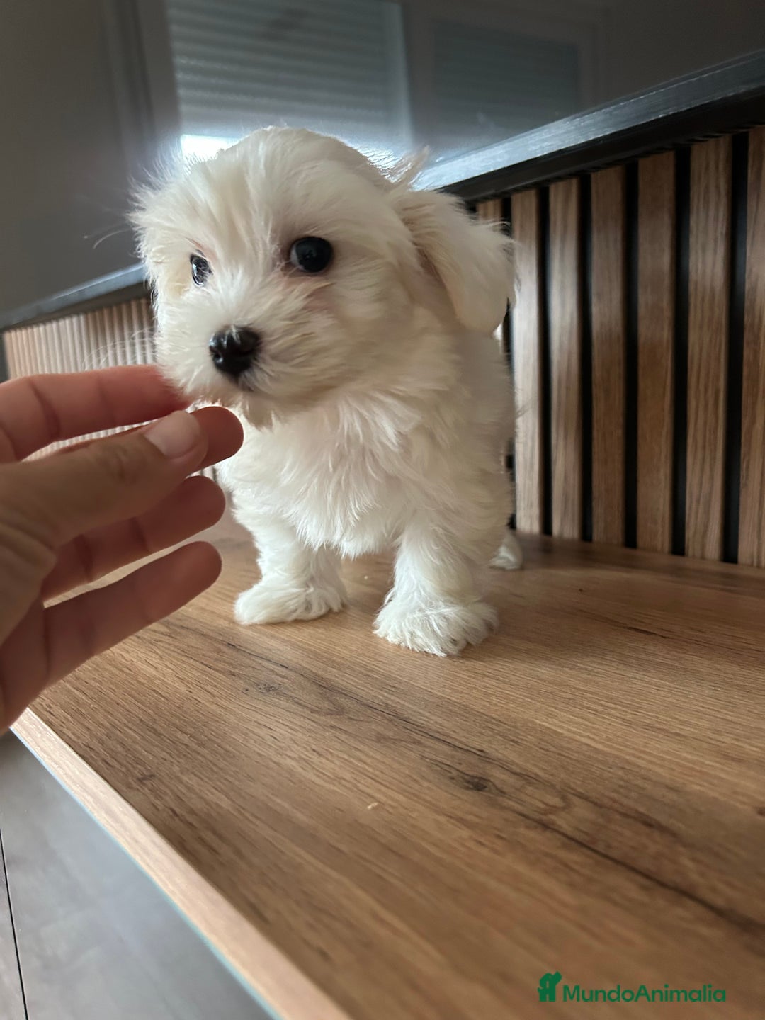 Bichón Maltés perros en venta: Bichon maltés  - Imagen 8