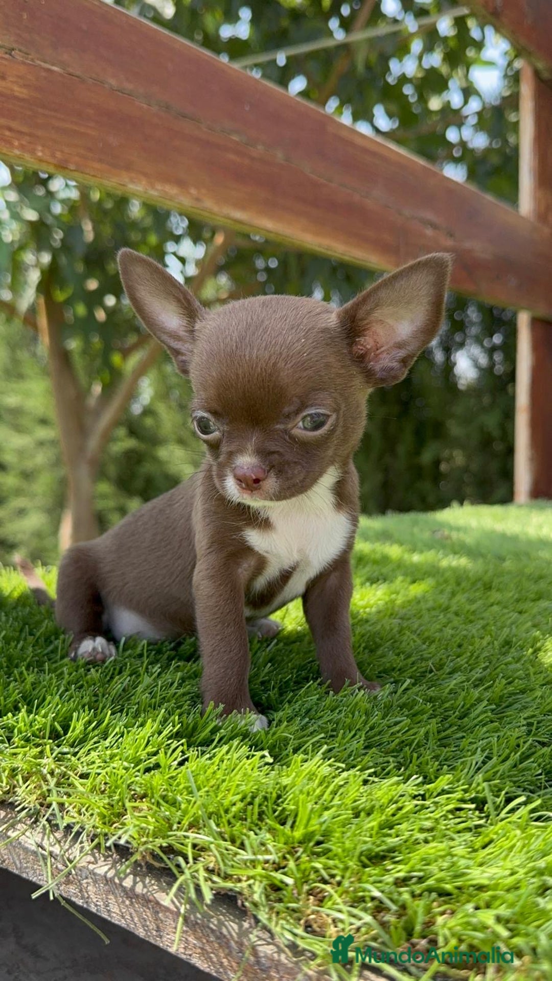 Chihuahua perros en venta: CHIHUAHUA HEMBRA - Imagen 9