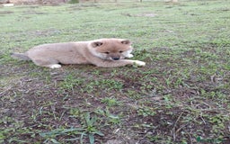 Shiba Inu perros en venta: Cachorros de Shiba Inu  - Imagen 7