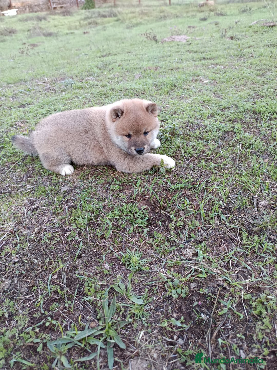 Shiba Inu perros en venta: Cachorros de Shiba Inu  - Imagen 7
