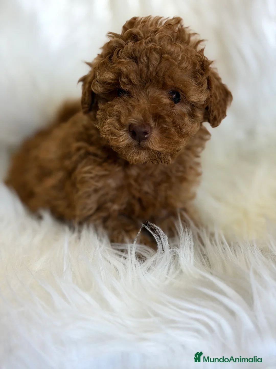 Caniche Toy perros en venta: Caniche  rojo Toy  - Anuncio 2