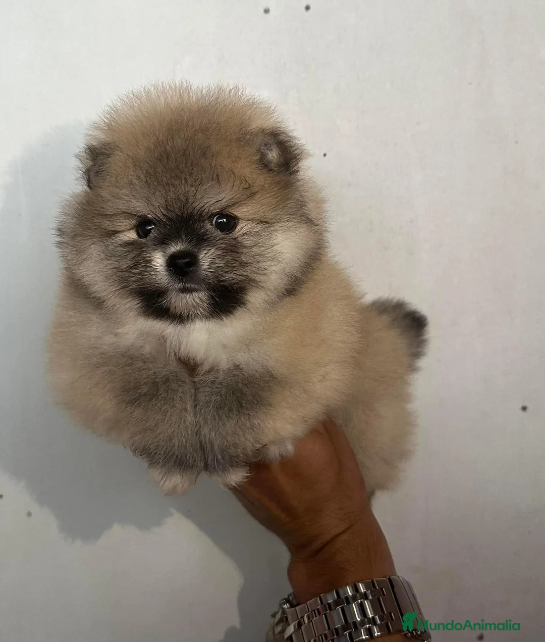 Pomerania perros en venta: POMERANIAS DISPONIBLES  - Anuncio 4