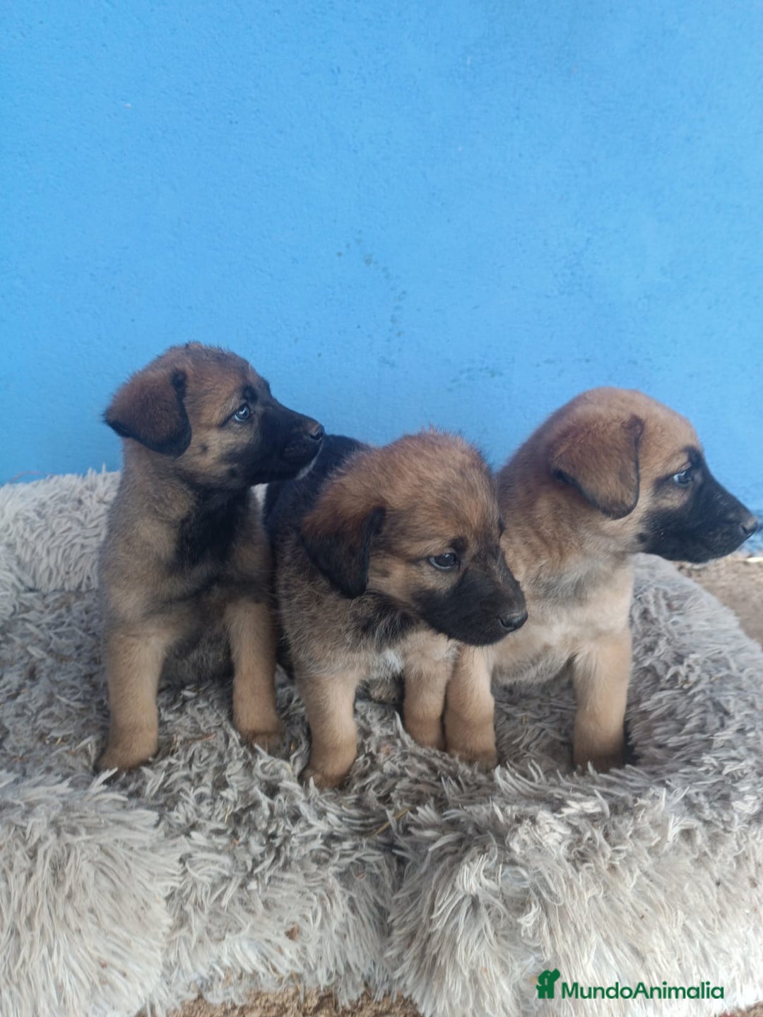 Pastor Belga Malinois perros en venta: Pastor Belga manilois  - Anuncio 2
